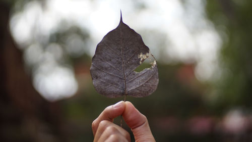 Close-up of hand holding dry leaf