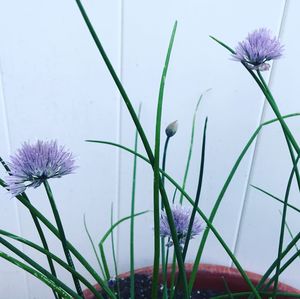 Close-up of purple flowering plants