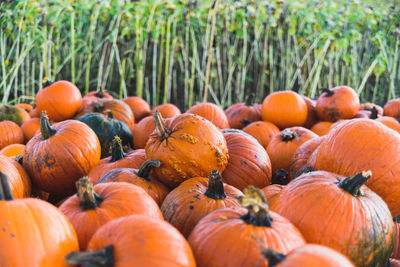 Pumpkins on field