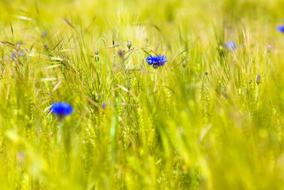 Close-up of blue flowering plants on field