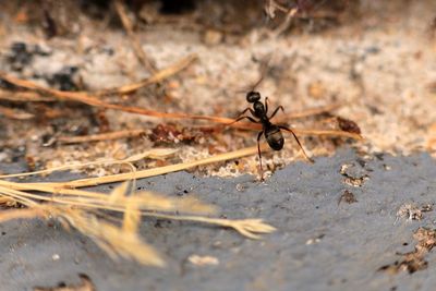 Close-up of ant on field