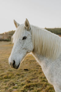 Close-up of horse standing on field