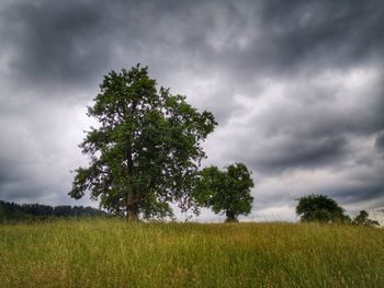 Tree on field against sky