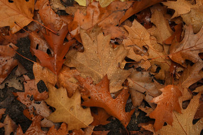 High angle view of autumn leaves