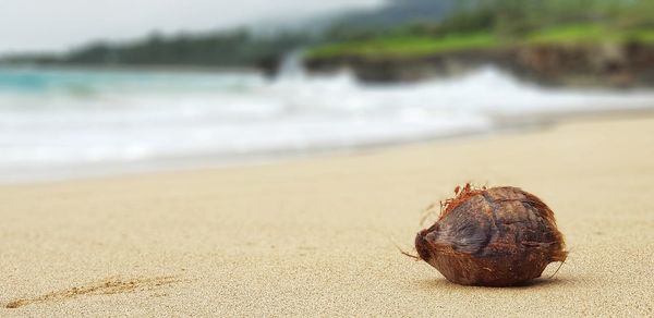 Close-up of shell on beach