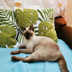 Cat sitting on sofa at home