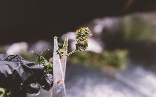 Cropped hand of person cutting cannabis plant with scissors outdoors