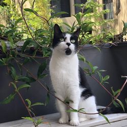 Portrait of a cat sitting on plant in yard