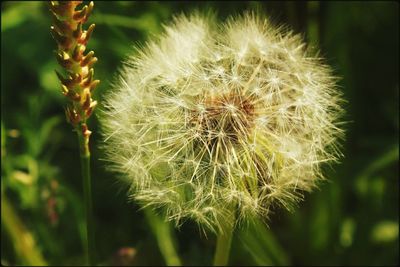 Close-up of dandelion