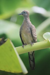 Close-up of bird perching on leaf