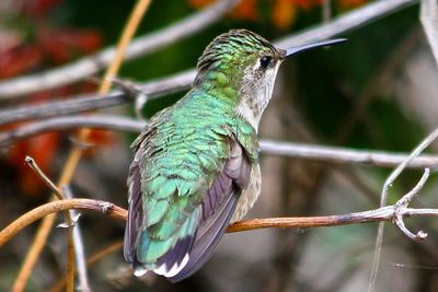 Close-up of bird perching on tree