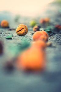 Close-up of crab on beach