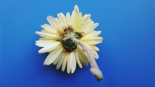 Close-up of flower against blue sky