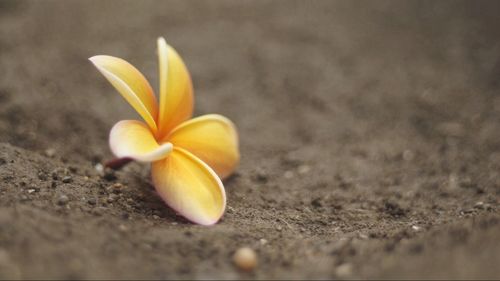 Close-up of yellow flower