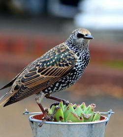 Close-up of bird perching outdoors