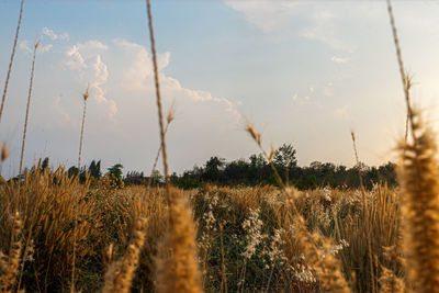 Plants growing on field against sky
