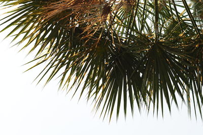 Low angle view of palm tree
