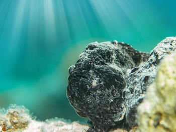reef