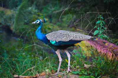 View of peacock on grass