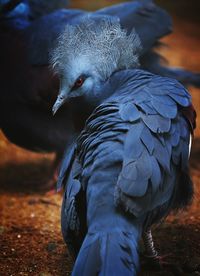 Close-up of bird perching on field