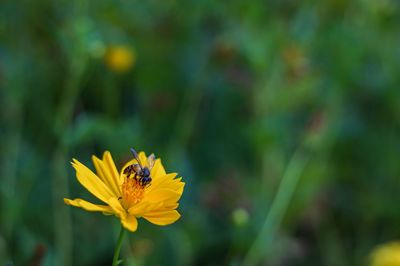 Close-up of insect on yellow flower