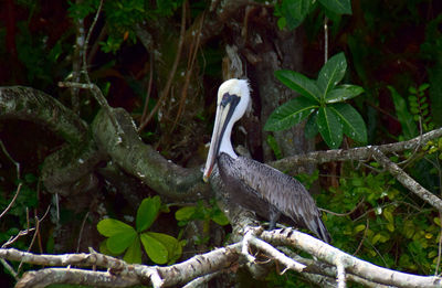 Bird perching on a tree