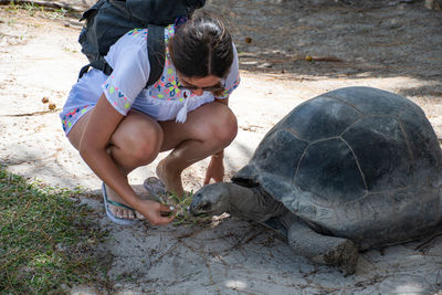 Young woman feeding and petting a giant turtle.