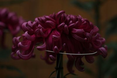 Close-up of pink rose flower