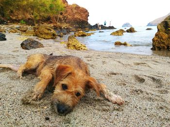 Dog relaxing at beach