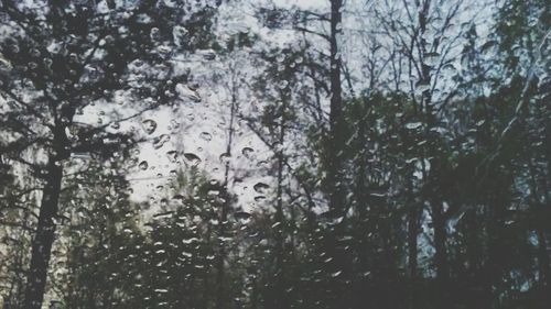 Close-up of wet trees in forest during winter