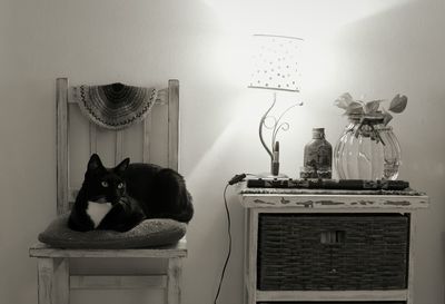 Cat on shelf at home