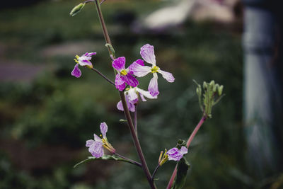 Close-up of purple flowering plant