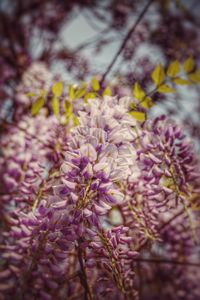 Close-up of purple flowers