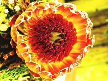 Macro shot of sunflower