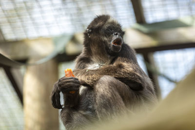 Close-up of monkey