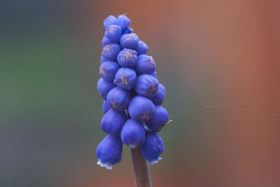 Close-up of blue flowering plant