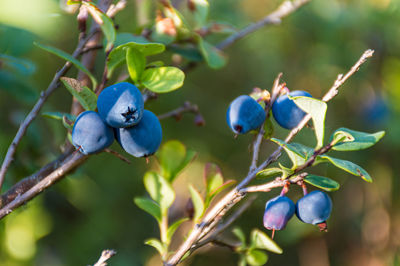 Close-up of berries growing on tree