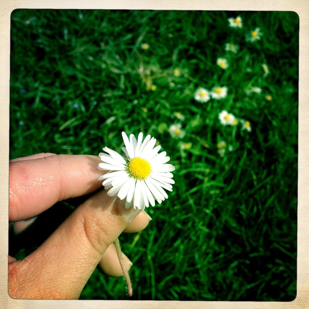 flower, person, fragility, holding, flower head, freshness, petal, white color, daisy, transfer print, part of, personal perspective, human finger, single flower, beauty in nature, growth, field