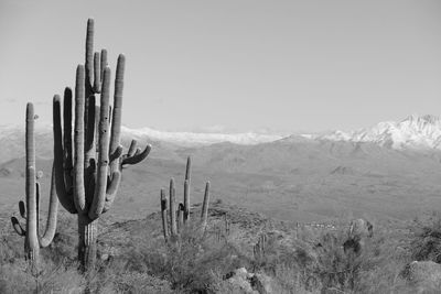 Cactus growing in desert