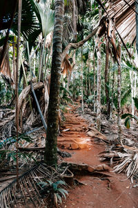 Trees in forest