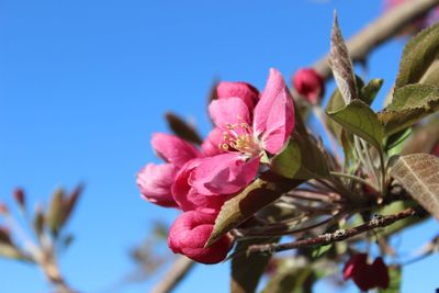 Close-up of pink cherry blossoms in spring