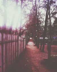 Footpath amidst trees against sky