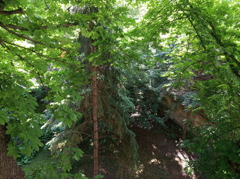 Low angle view of trees in forest