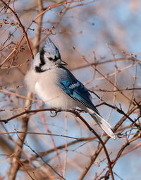 Low angle view of bird perching on branch