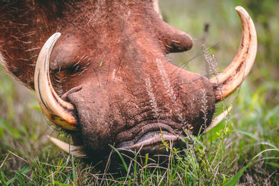 Close-up of a warthog