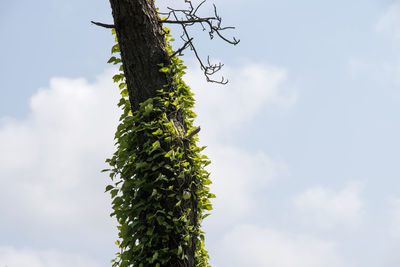 Low angle view of fresh plants against sky