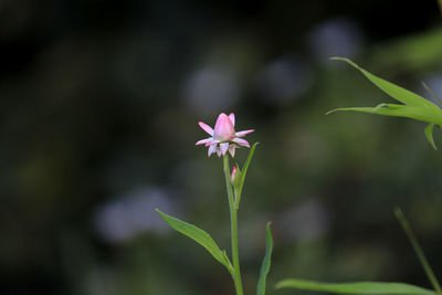 Close-up of purple flower