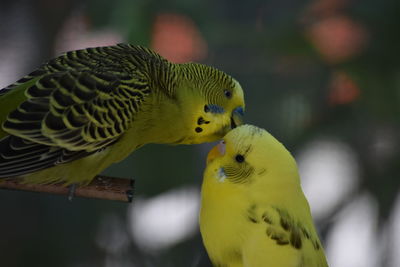 Close-up of parrot perching on yellow leaf