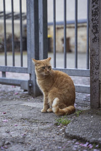 Cat sitting on floor in city