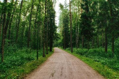 Road amidst trees in forest